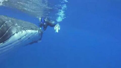 This biologist was almost attacked by a tiger shark but she was saved by a humpback whale