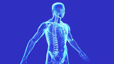 Scientists Have Just Discovered The 80th Organ In The Human Body