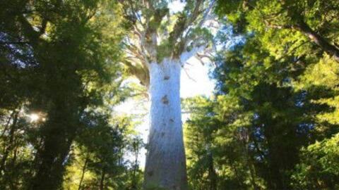 Tāne Mahuta, The Most Sacred Tree In New Zealand Is In Danger