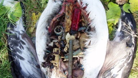 These Terrifying Images Show The Real Impact Of Ocean Pollution On Sea Life