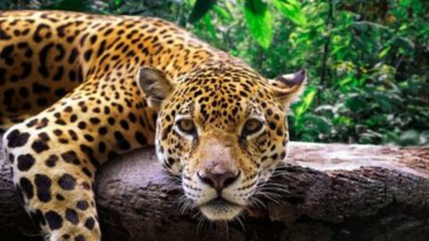 A Quarter Of Endangered Species In The World Are In Danger Due To Human Activity