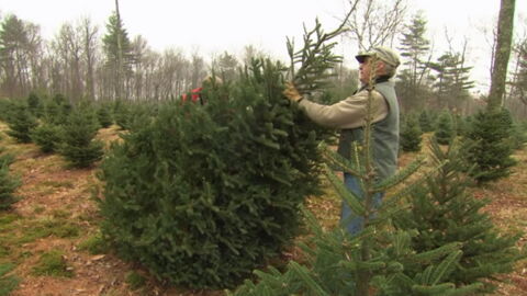 Is A Real Or Fake Christmas Tree Better For The Planet? The Answer May Surprise You...