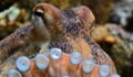 Scientists Feed Octopus Ecstasy And Make Surprising Discovery