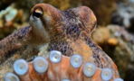 Scientists Feed Octopus Ecstasy And Make Surprising Discovery