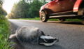 The roadkill cookbook sparks widespread controversy