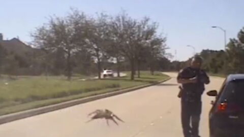 This Clip Of An Enormous Spider Sneaking Up On A Cop Has Left Everyone Confused