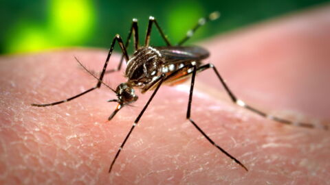 Dengue Fever: Symptoms, Treatment, Prevention, Vaccine Available In The UK?