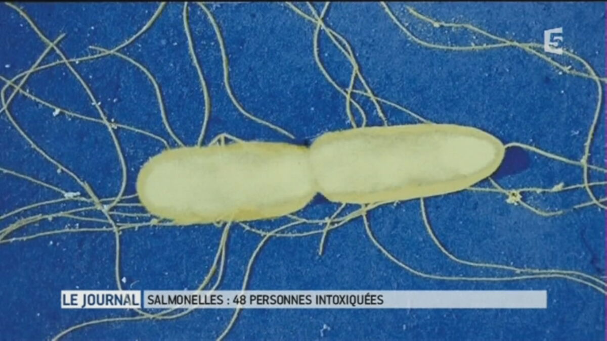 Salmonella Symptoms, Treatment, Spread, Bacteria, Sources, Contagious?