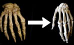 Was The Evolution Of The Human Hand Influenced By Our Ancestors' Fondness For Bone Marrow?