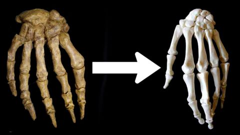 Was The Evolution Of The Human Hand Influenced By Our Ancestors' Fondness For Bone Marrow?