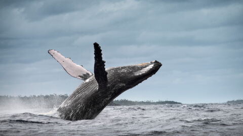 Scientists Astounded By Incredible 'Four-Legged Whale' Found In Peru