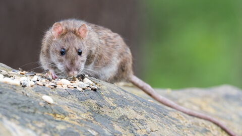Researchers Have Found A Way To Read A Rat's Mind - So They Can Tell Exactly What They're Thinking