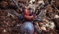 This terrifying ‘Dracula spider’ will haunt your dreams