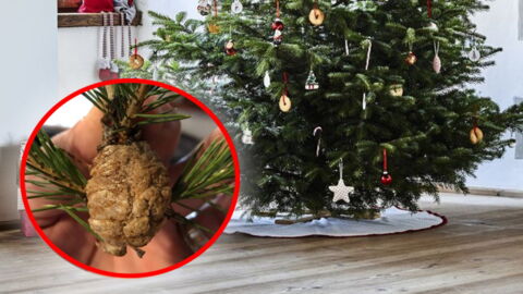 If You Find These On Your Christmas Tree You Need To Act Immediately