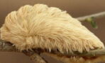This fluffy little creature is actually a dangerous insect