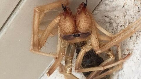 He Discovered A Terrifying ‘Half Spider, Half Scorpion’ While Working On His House