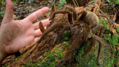 Meet Goliath: Hands Down The World's Biggest Spider