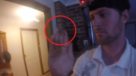 He Found A Venomous Spider In His House... But His Reaction Was Shocking