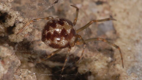 Something Strange Is Happening To Spiders In The City...