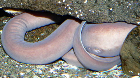 Scientists Have Finally Discovered How This Creature Uses Slime To Escape From Sharks...