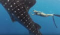 This Female Diver Gets Up Close And Personal With A Whale Shark In Stunning Footage