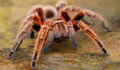 Hey, arachnophobes! This study holds the cure to your fear