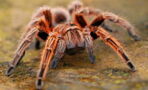 Hey, arachnophobes! This study holds the cure to your fear
