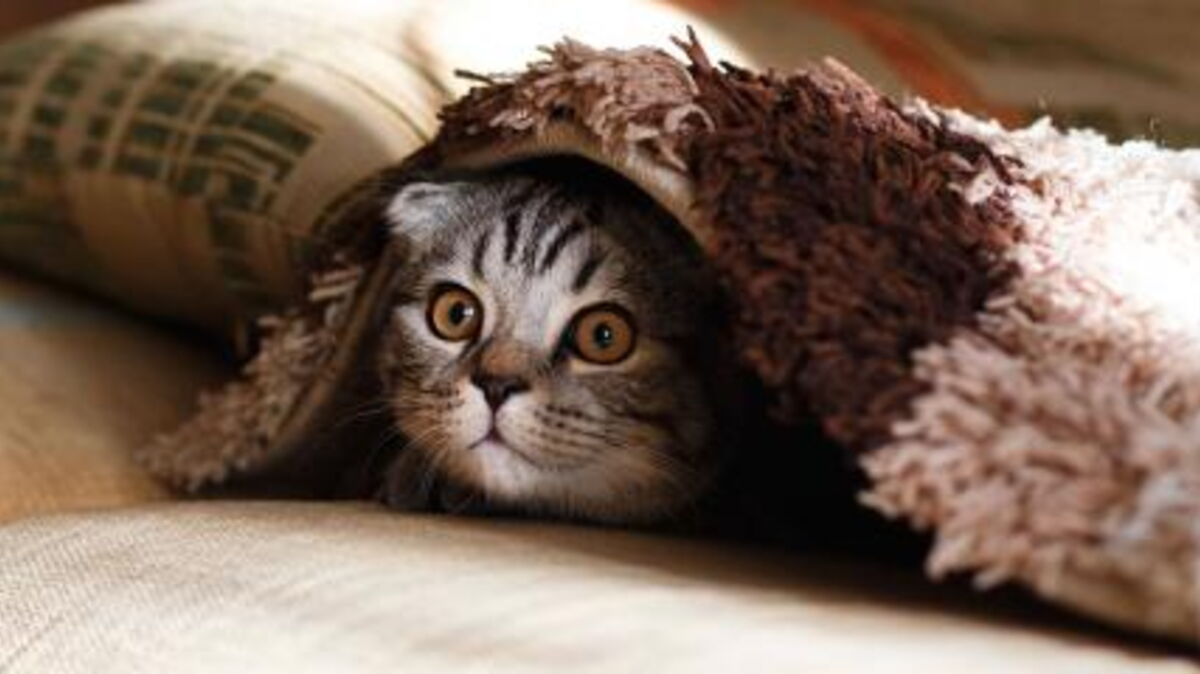 This New Zealand Village Is BANNING Cats And Residents Aren't Happy