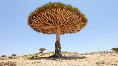 This Island Is Known As 'The Most Alien Place On Earth' And Here's Why