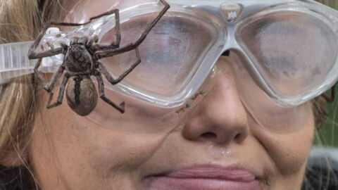 This Year's I'm A Celeb Will Feature 'Biggest Ever' Bushtucker Trials