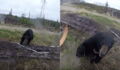 A Hunter Became the Hunted After Being Attacked by a Bear, and It Was All Caught on Camera