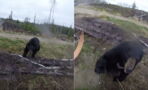 A Hunter Became the Hunted After Being Attacked by a Bear, and It Was All Caught on Camera