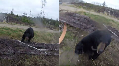 A Hunter Became the Hunted After Being Attacked by a Bear, and It Was All Caught on Camera