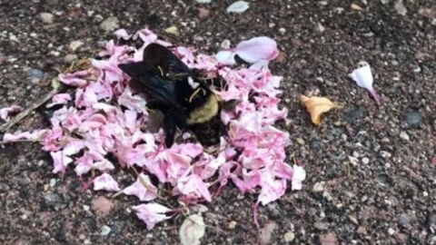 Incredible Video Shows Ants Bringing Flower Petals To A Dead Bee