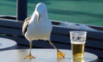 Drunk Birds Have Been Terrorising Locals In This US Town