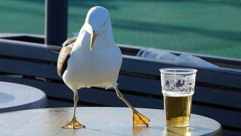 Drunk Birds Have Been Terrorising Locals In This US Town