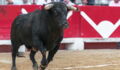 A French bullfight is engulfed in chaos as a bull escapes and charges the crowd