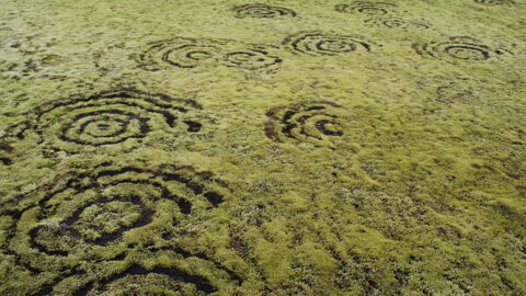 The Mysterious Origin Behind These 'Fairy Circles' Has Been Debunked