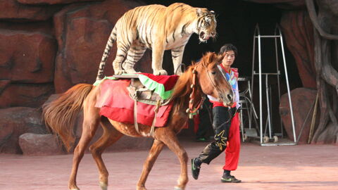 Chinese Circuses Refuse To Release Wild Animals Despite Scandals