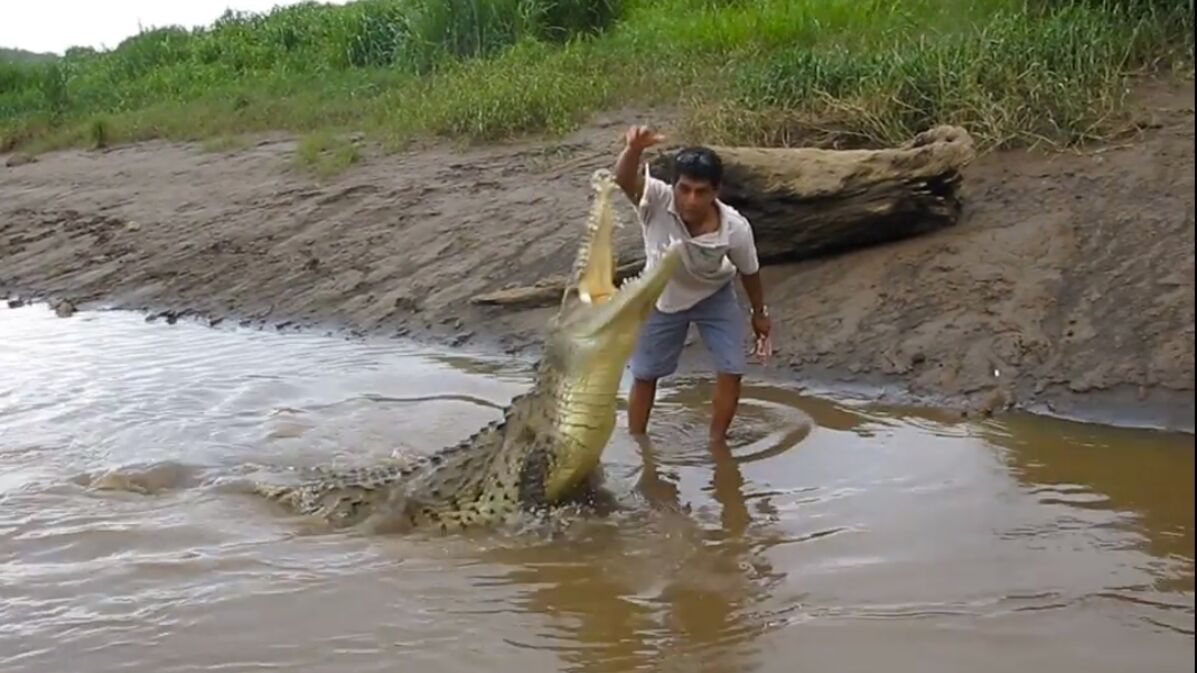 This man was filmed hand-feeding chicken to a crocodile in the wild