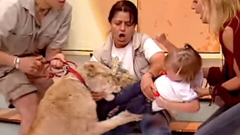 The terrifying moment a lion attacks a child on a live television program