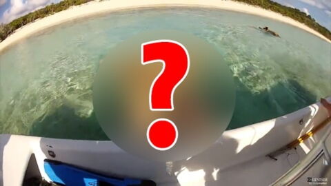 You Might Run Into Something Very Strange On This Beach In The Bahamas