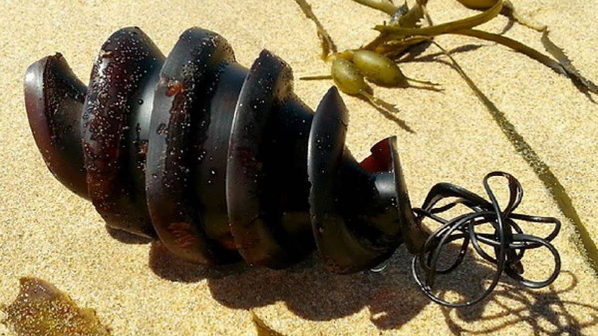 They Found This Bizarre Object On The Beach - But They Couldn't Believe ...