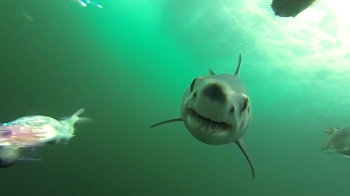 A Mako Shark Was Filmed in MidAttack by an Underwater Camera