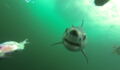 A Mako Shark Was Filmed in Mid-Attack by an Underwater Camera