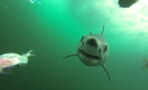 A Mako Shark Was Filmed in Mid-Attack by an Underwater Camera