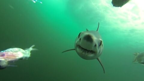 A Mako Shark Was Filmed in Mid-Attack by an Underwater Camera