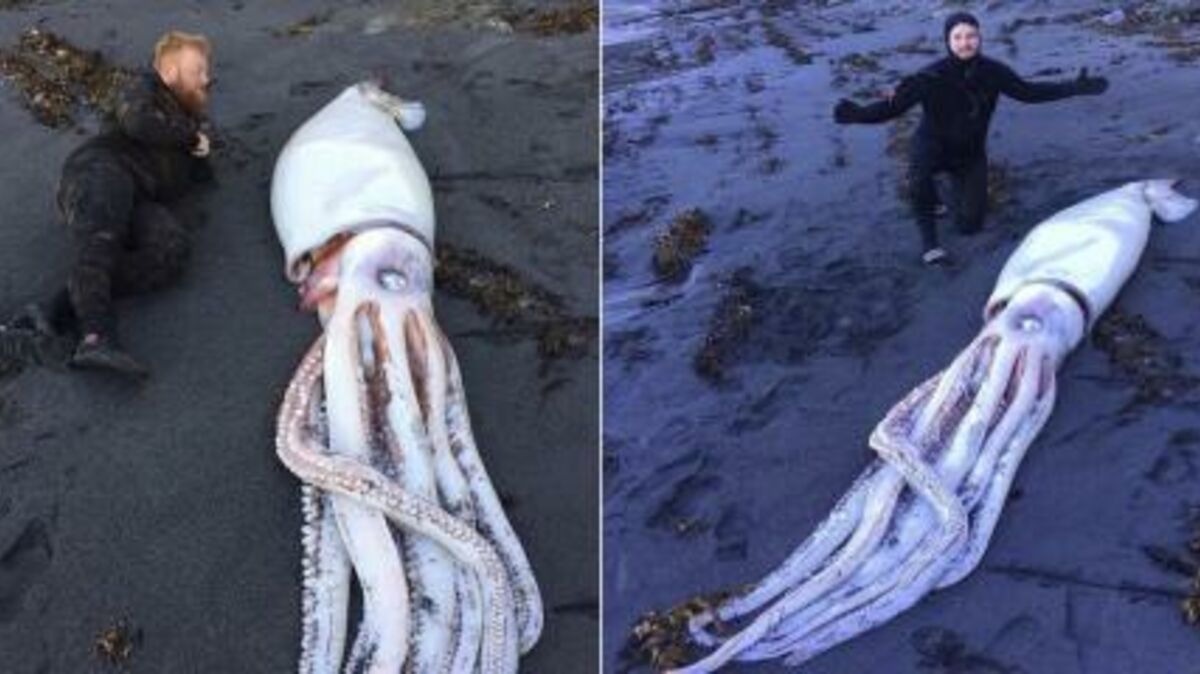 This Giant Squid Was Found Washed Up On A Beach But Its Cause Of Death ...