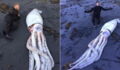 This Giant Squid Was Found Washed Up On A Beach But Its Cause Of Death Is Shrouded In Mystery