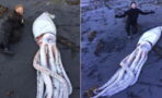 This Giant Squid Was Found Washed Up On A Beach But Its Cause Of Death Is Shrouded In Mystery